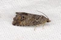 Cydia splendana