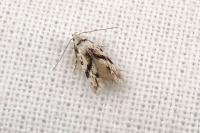 Stenolechia gemmella