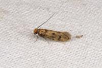 Tinea basifasciella