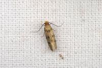 Tinea basifasciella