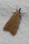 Dichomeris limosella