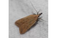 Dichomeris limosella