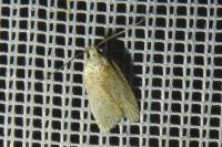 Agonopterix