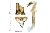 Oegoconia caradjai