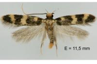 Oegoconia caradjai