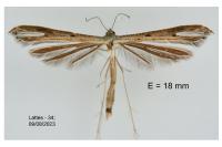 Stenoptilia zophodactyla