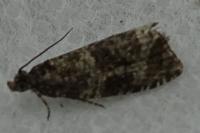 Celypha lacunana