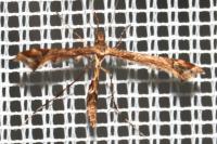 Amblyptilia acanthadactyla