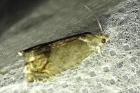 Cydia splendana