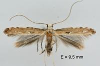 Dextellia dorsilineella