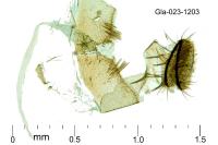 Dextellia dorsilineella
