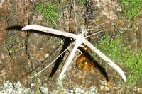 Emmelina monodactyla