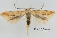 Mompha epilobiella