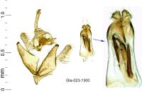 Mompha epilobiella