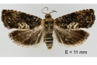 Pammene suspectana