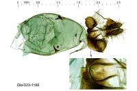 Pammene suspectana