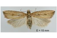 Bactra venosana