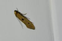 Tinea trinotella