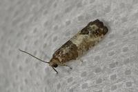 Spilonota ocellana