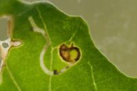 Scrobipalpa nitentella