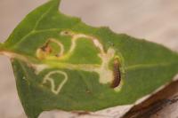 Scrobipalpa nitentella