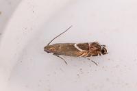Glyphipterix schoenicolella