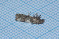 Epiblema scutulana