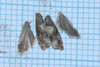 Epiblema scutulana