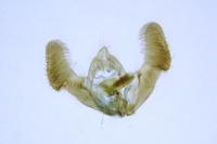 Epiblema scutulana