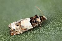 Epinotia thapsiana