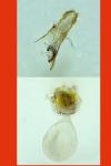Neocochylis hybridella