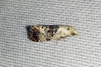 Neocochylis hybridella