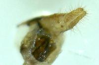Neocochylis hybridella
