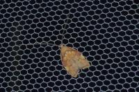 Carcina quercana
