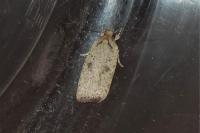 Agonopterix assimilella