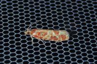 Rhyacionia pinicolana