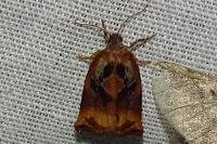 Archips podana