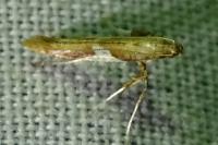 Caloptilia stigmatella