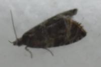 Celypha lacunana