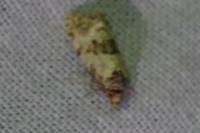 Cochylis