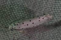 Yponomeuta