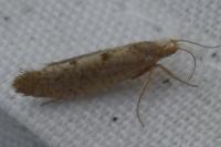 Ypsolopha alpella
