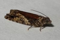 Epinotia nisella