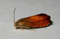 Pammene aurita
