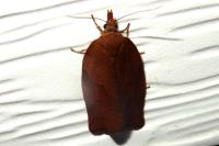 Pandemis heparana