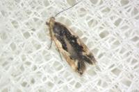 Cosmardia moritzella