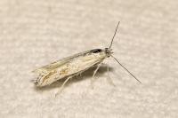Ptocheuusa paupella