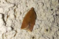 Clepsis consimilana