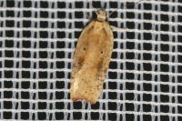 Agonopterix nervosa