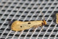 Tinea trinotella